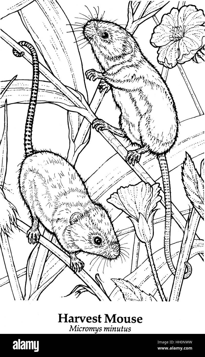 Micromys Minutus Souris Dessin Au Trait Noir Sur Blanc