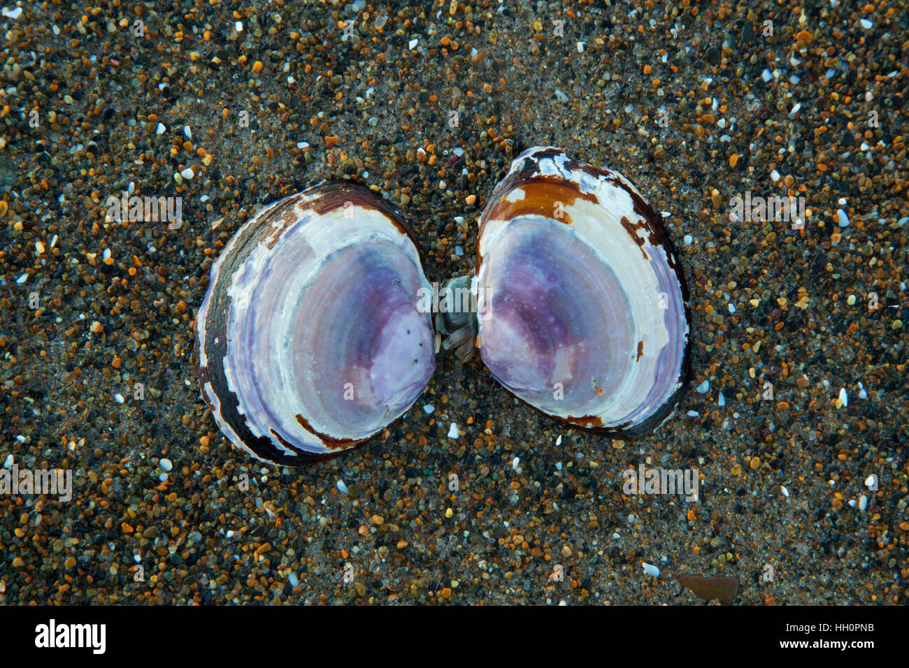 Coquilles de palourdes, Pacific Coast Scenic Byway, Lincoln City, Oregon Banque D'Images