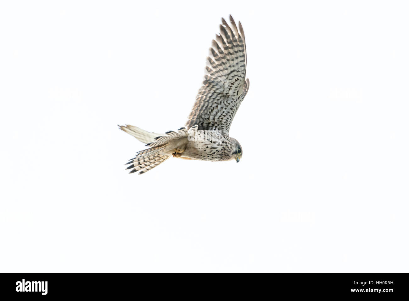 Les femelles de la crécerelle (Falco tinnunculus) en vol sur un fond blanc. Banque D'Images