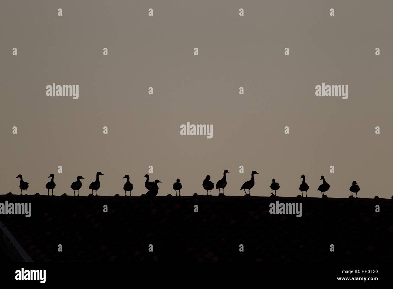 Silhouettes de canards sifflement à bec rouge sur un toit Banque D'Images