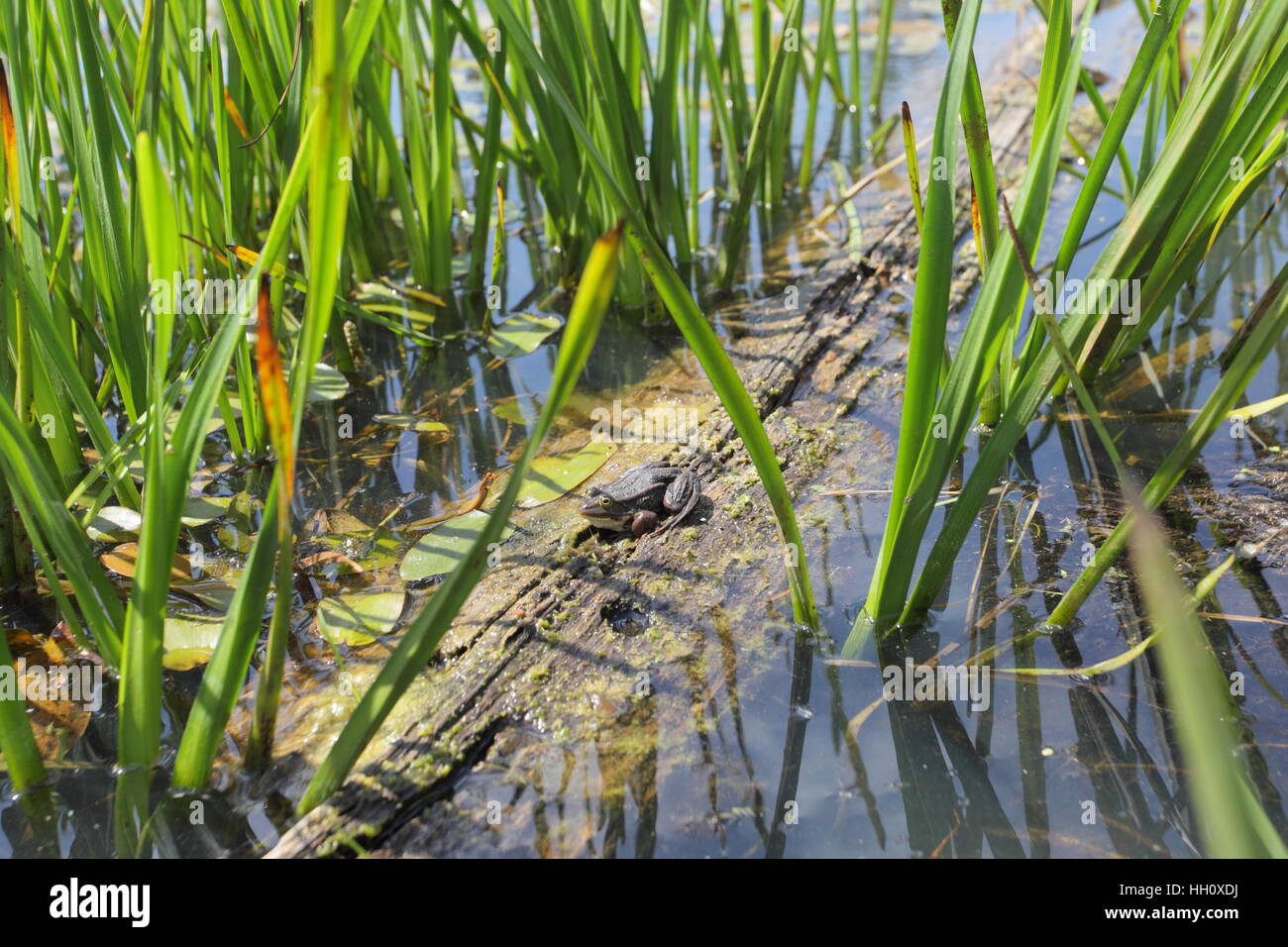 Piscine du nord (Frog Pelophylax lessonae), en grand-angle, sur un site de réintroduction confidentielle à Norfolk Banque D'Images