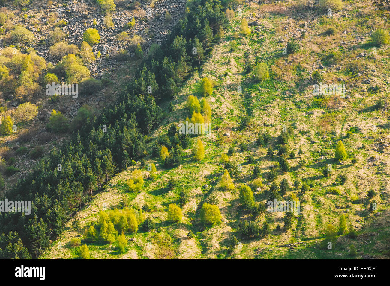 De plus en plus de forêt verte sur un flanc de montagne en saison d'été en Kazbegi district, région de Mtskheta-Mtianeti, Géorgie, Vue de dessus, vue aérienne. Banque D'Images