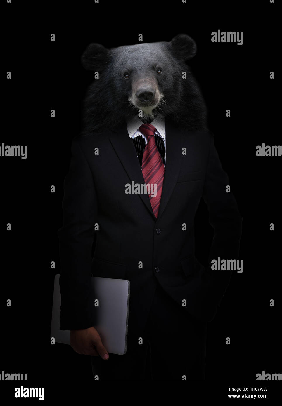 L'homme d'affaires à la tête de l'ours dans le noir Banque D'Images