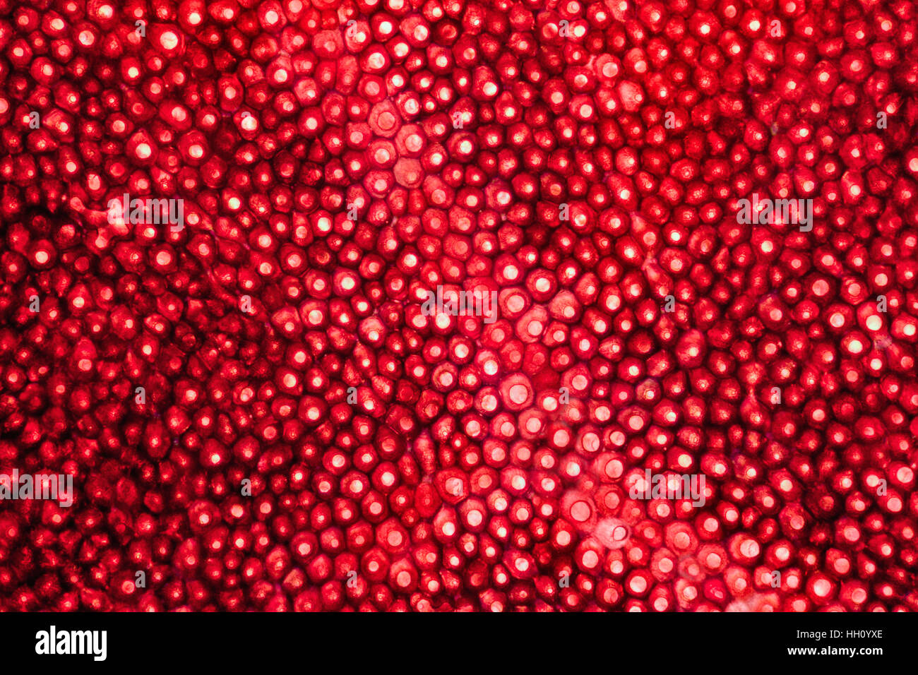 Abstract full frame shot microscopiques montrant la structure cellulaire d'un pétale de rose rouge Banque D'Images