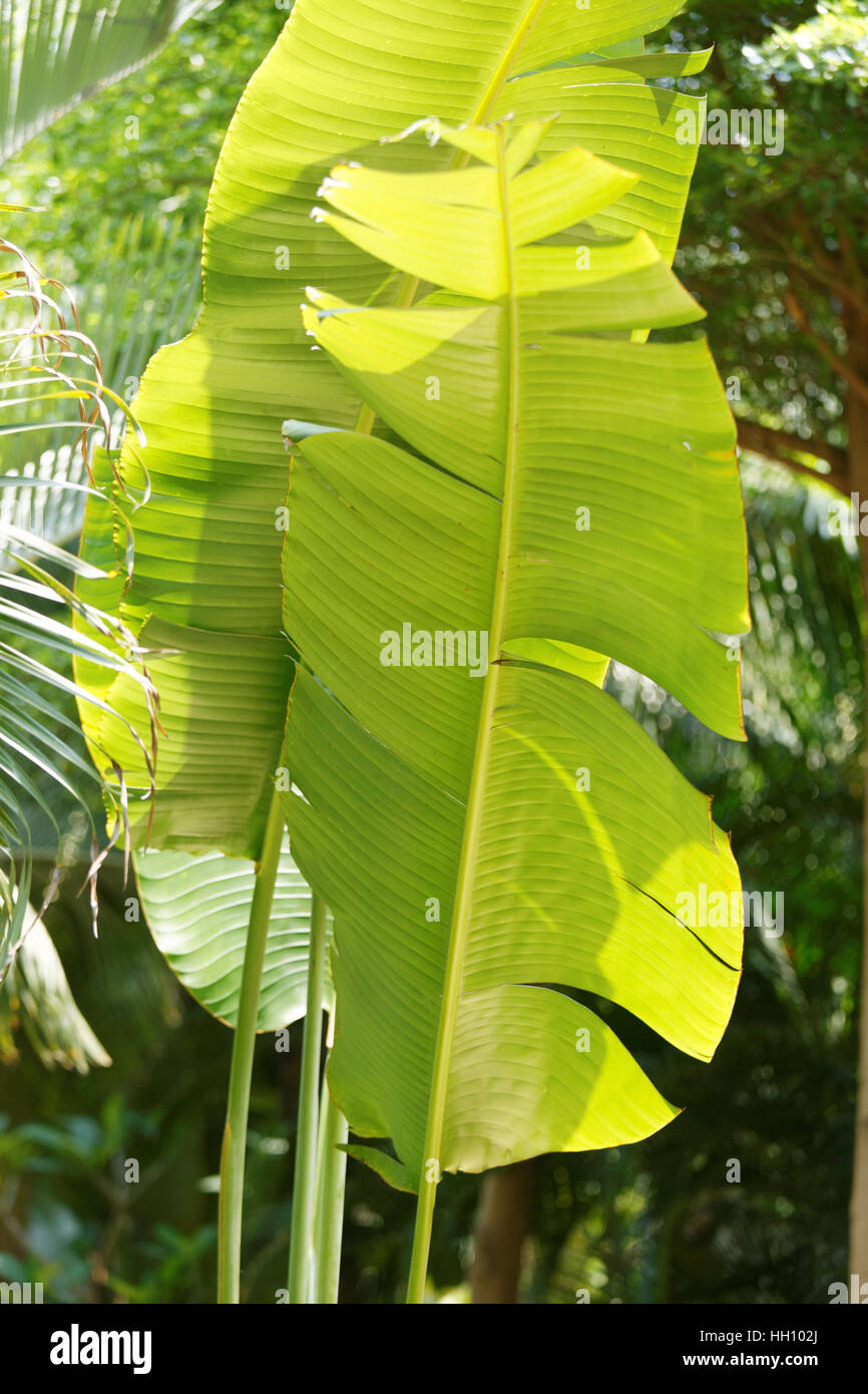 Photo verticale de feuilles de palmier Banque D'Images