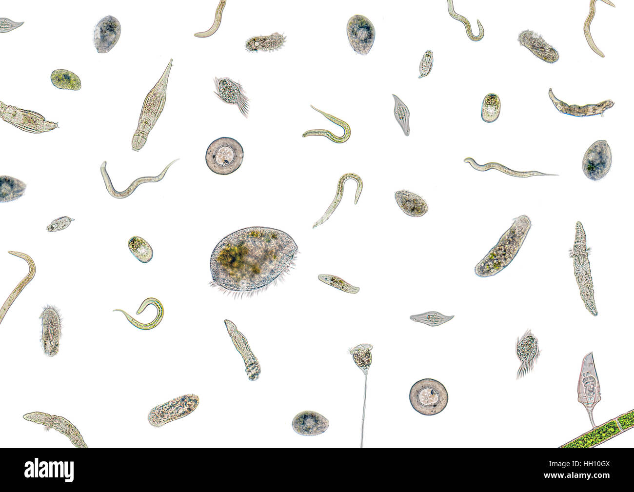 La micrographie montrant beaucoup de différents micro-organismes d'eau douce dans le dos de lumière Banque D'Images