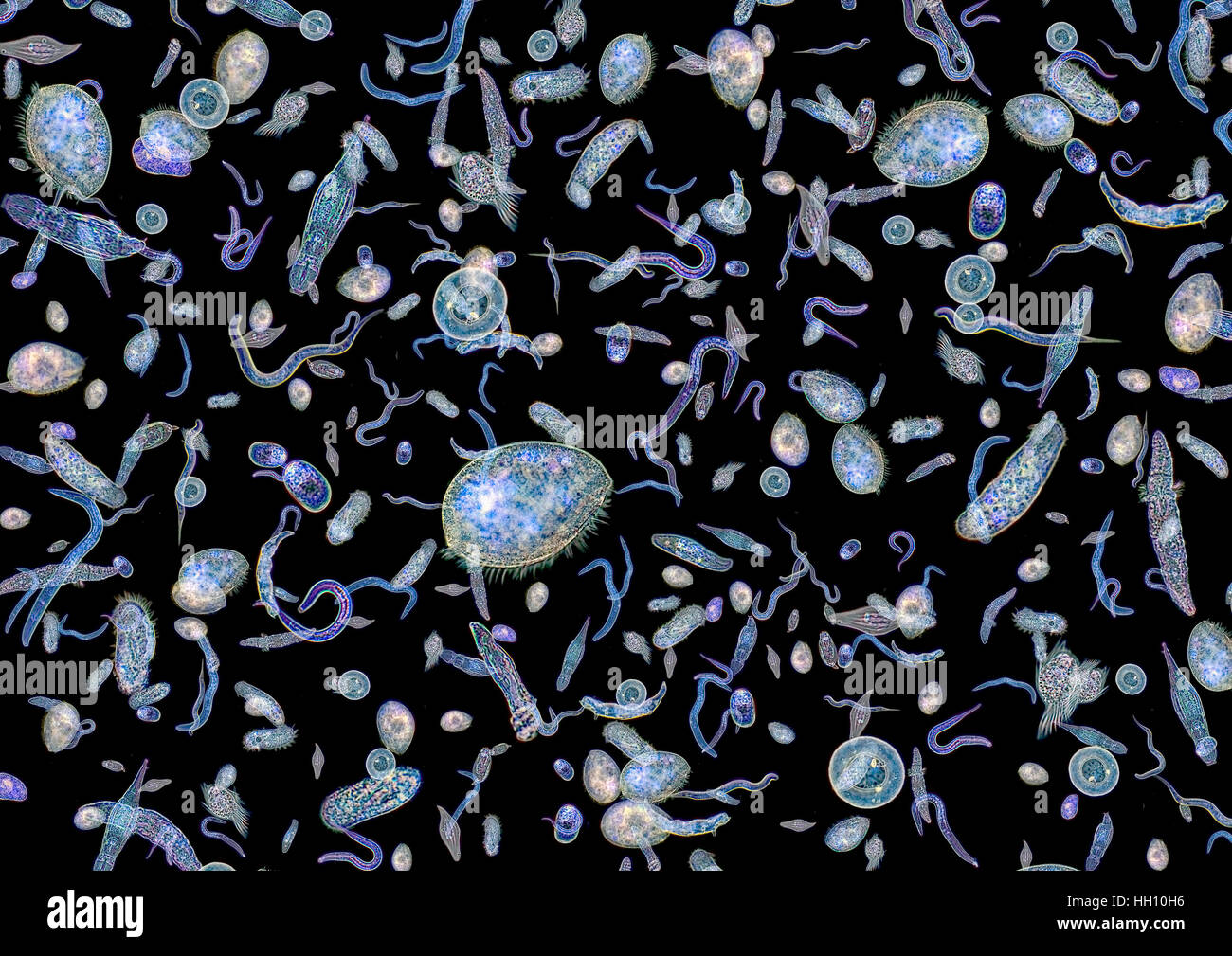 La micrographie montrant beaucoup de différents micro-organismes d'eau douce translucide retour à l'obscurité Banque D'Images
