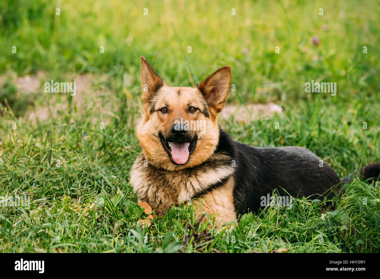 Funny Dog Taille moyenne s'asseoir dans l'herbe verte Piscine Banque D'Images