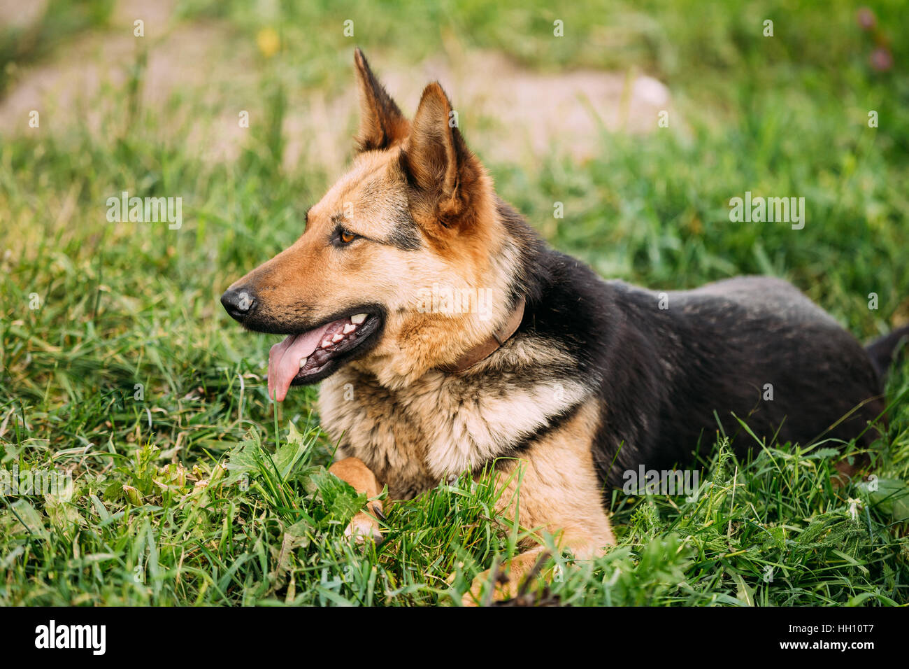 Taille moyenne Dog s'asseoir dans l'herbe verte Piscine Banque D'Images