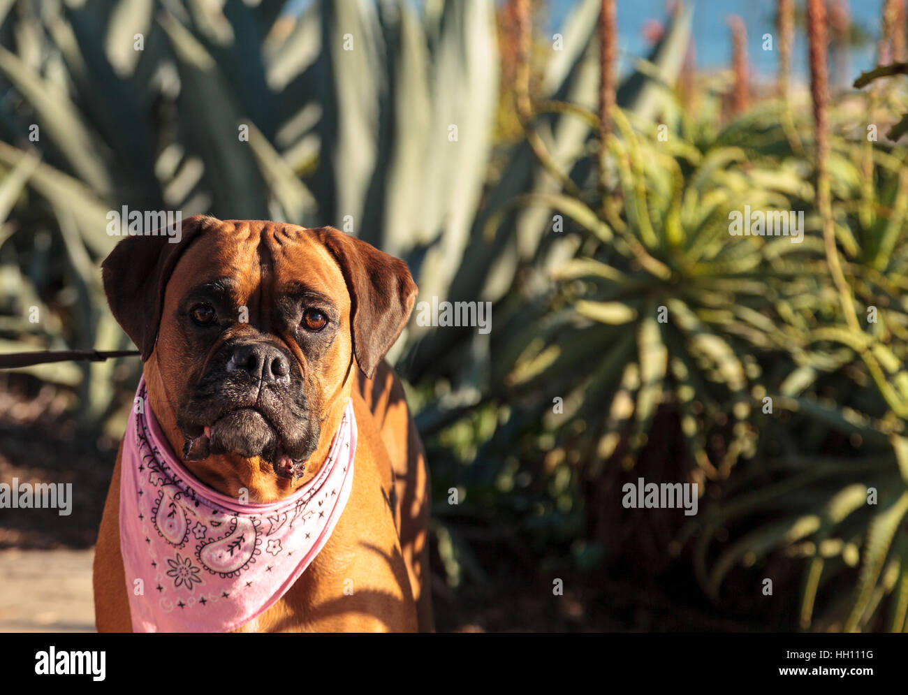 Friendly chien Boxer avec un bandana à l'échelle locale dog park Banque D'Images
