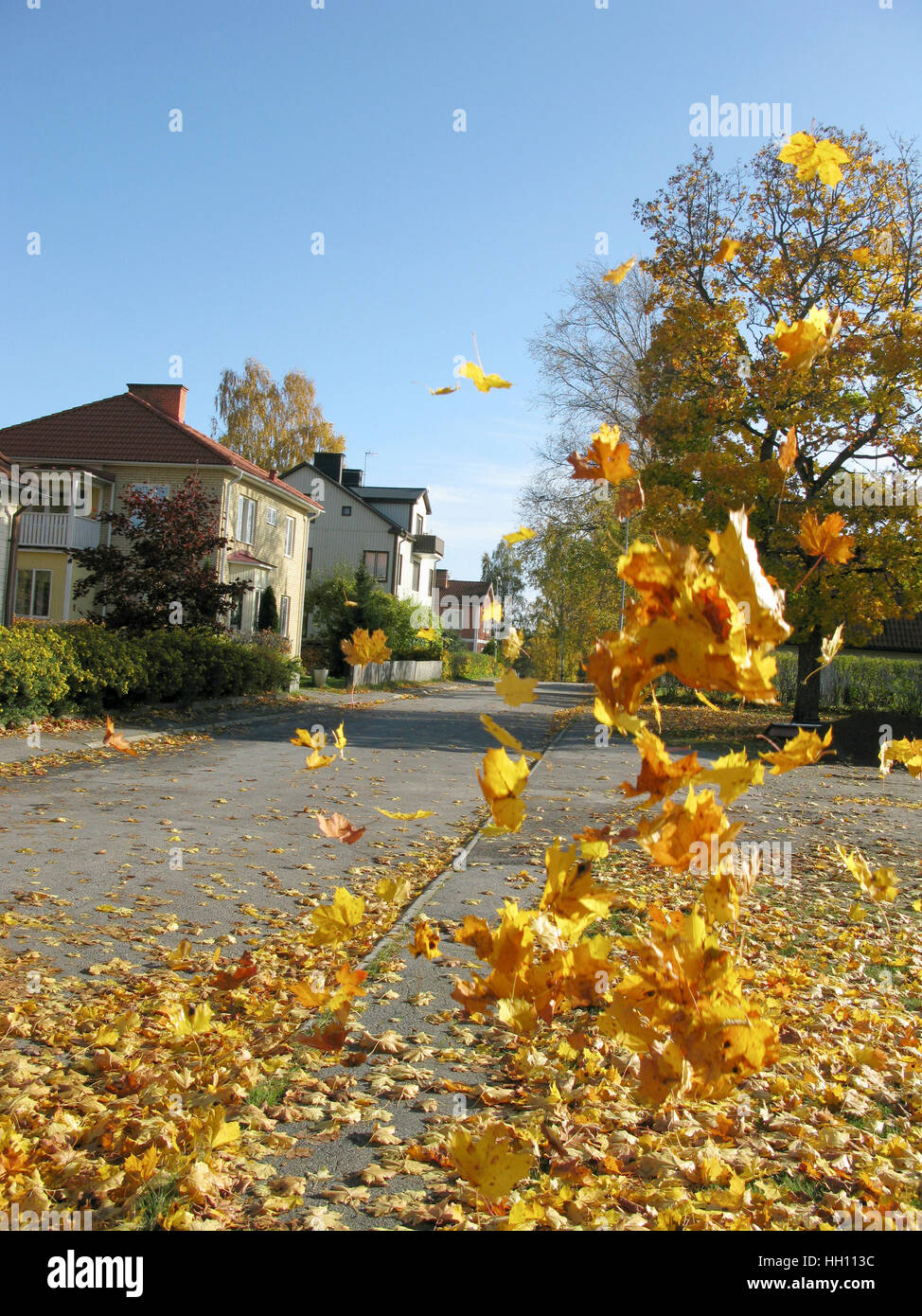 Les feuilles qui tombent en automne Banque D'Images