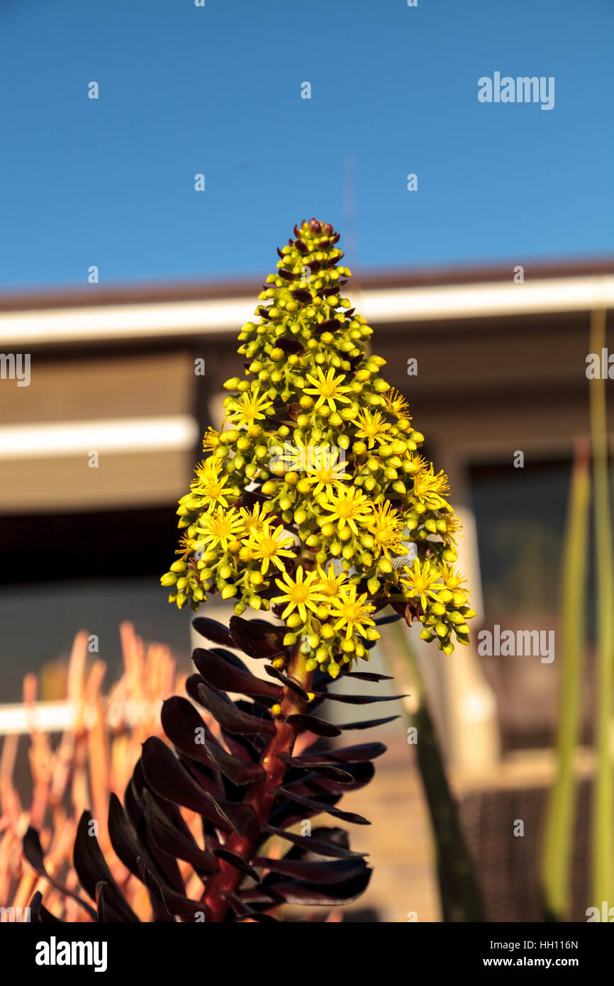 Fleurs jaune fleur le Aeonium arboreum communément appelées black rose plante succulente Banque D'Images