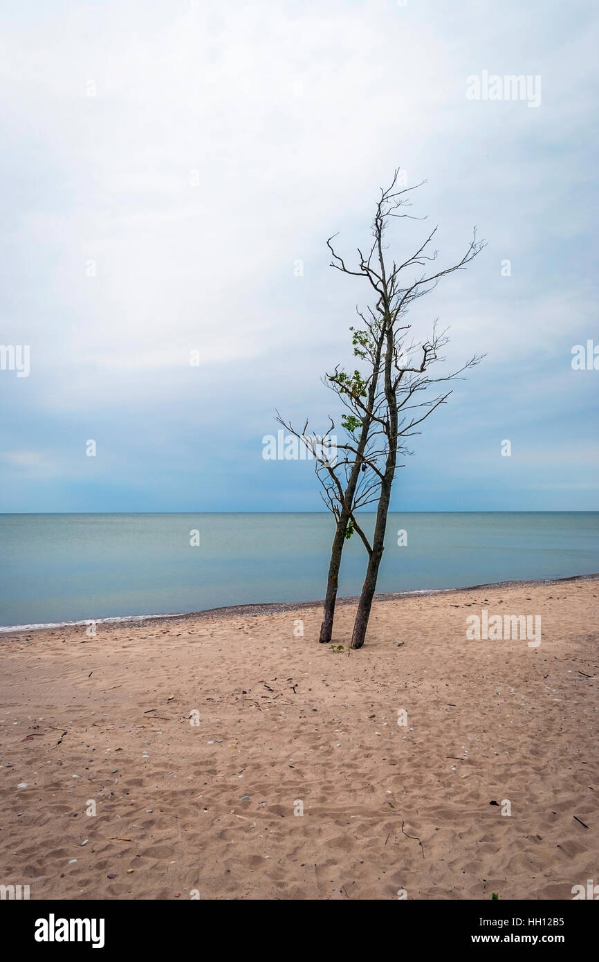 Arbre sans feuilles solitaires contre de mer infinie sous ciel couvert, la Lettonie Banque D'Images