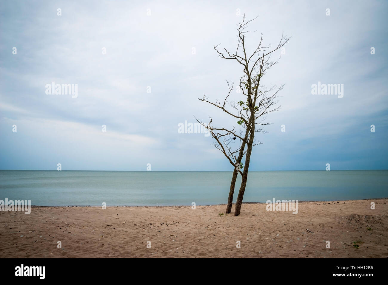 Voir l'arbre sans feuilles sur le lonely contre de mer infinie sous ciel couvert, la Lettonie Banque D'Images