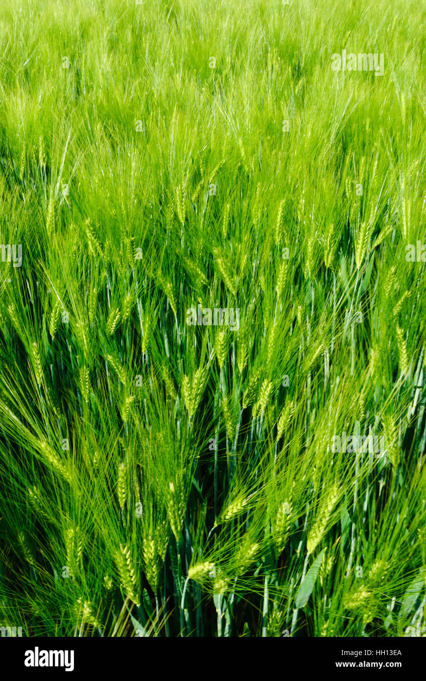 : L'orge (Hordeum vulgare), champ, , Sachsen, Saxe, Allemagne Banque D'Images