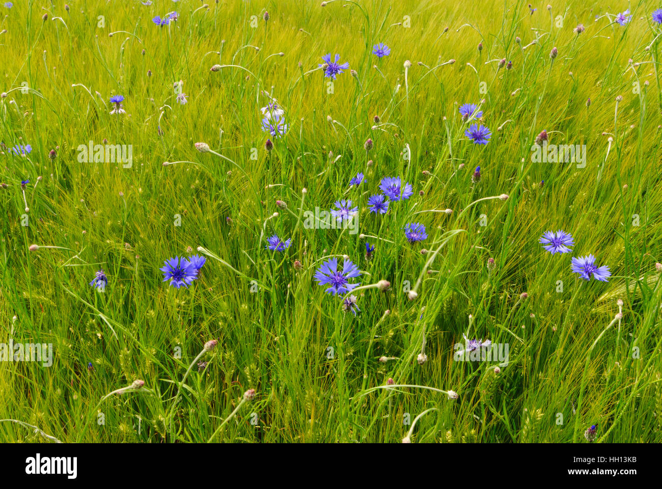 : Bleuet (Centaurea cyanus) dans un champ d'orge, , Sachsen, Saxe, Allemagne Banque D'Images