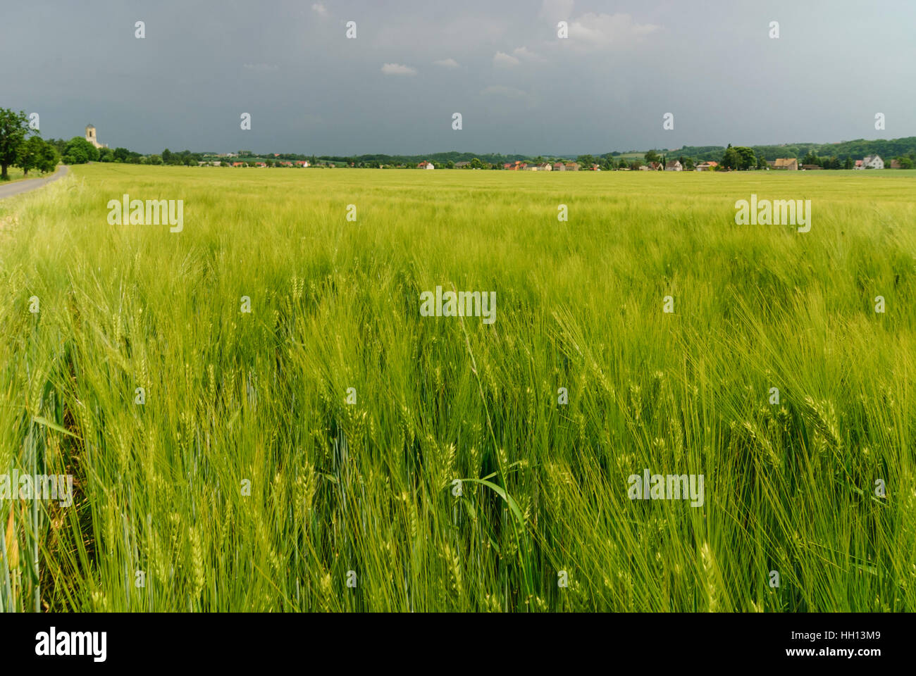 Leisnig : champ d'orge dans la vallée de la Freiberger Mulde, , Sachsen, Saxe, Allemagne Banque D'Images