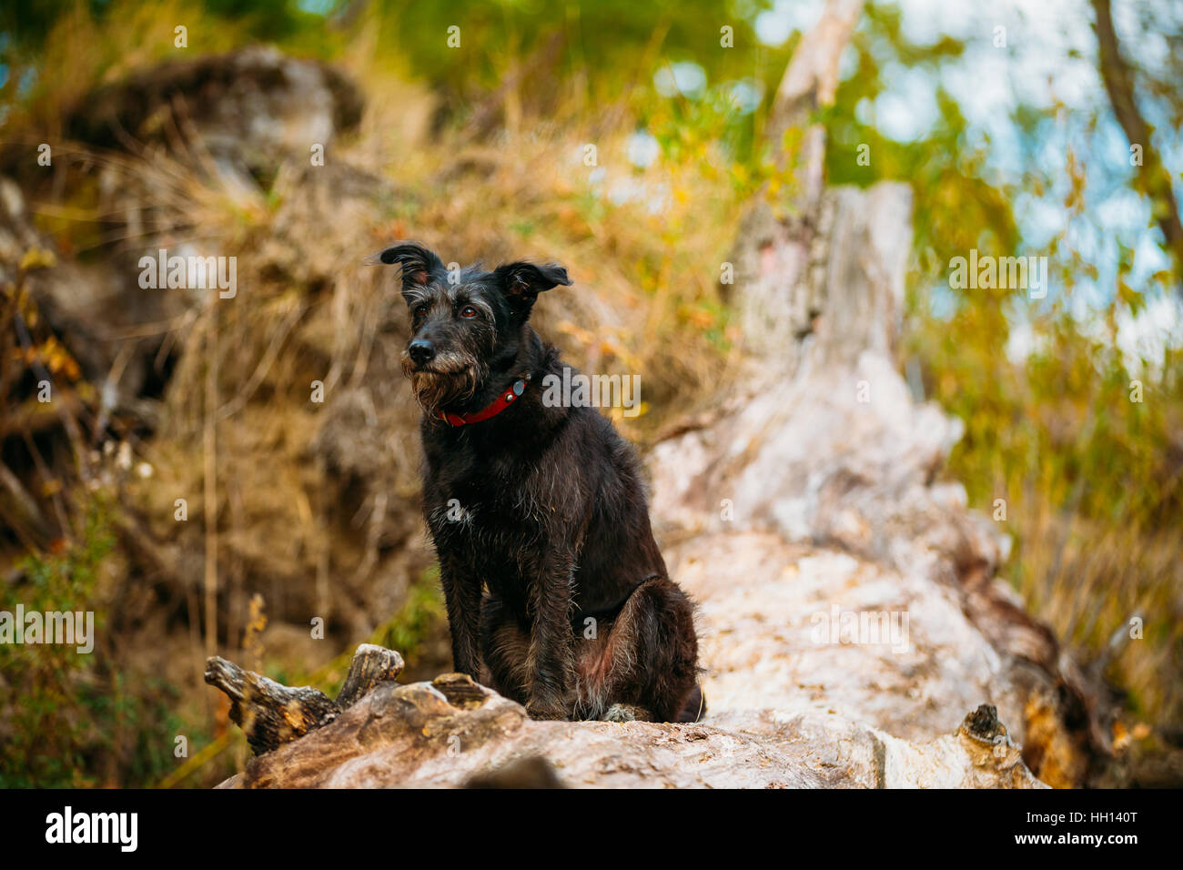 Petite taille Black Dog assis sur le tronc d'arbre tombé Banque D'Images