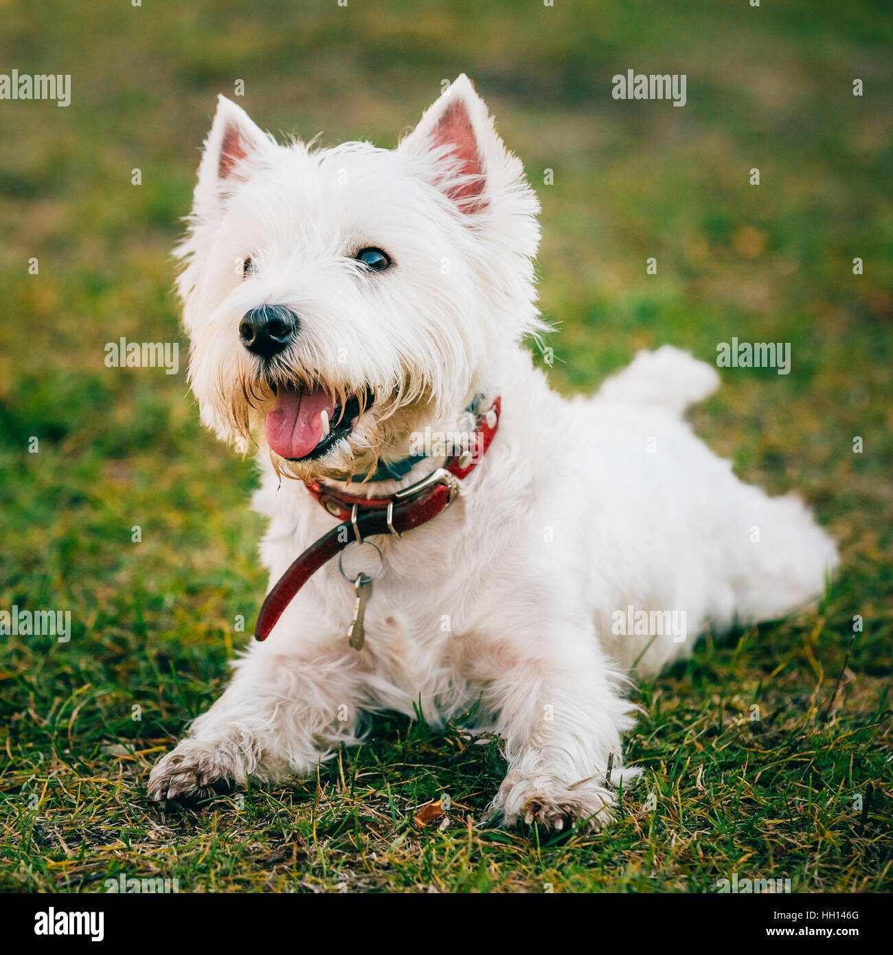 Happy Cute West Highland White Terrier - Westie, Westy chien jouer dans l'herbe Banque D'Images