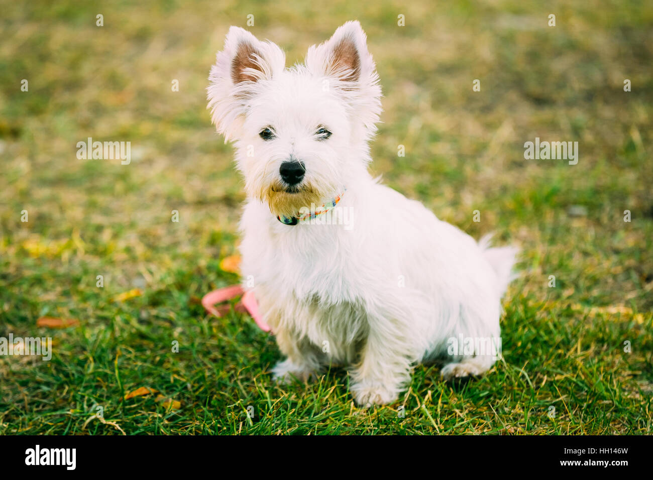 West Highland White Terrier - Westie, Westy Dog Portrait Banque D'Images
