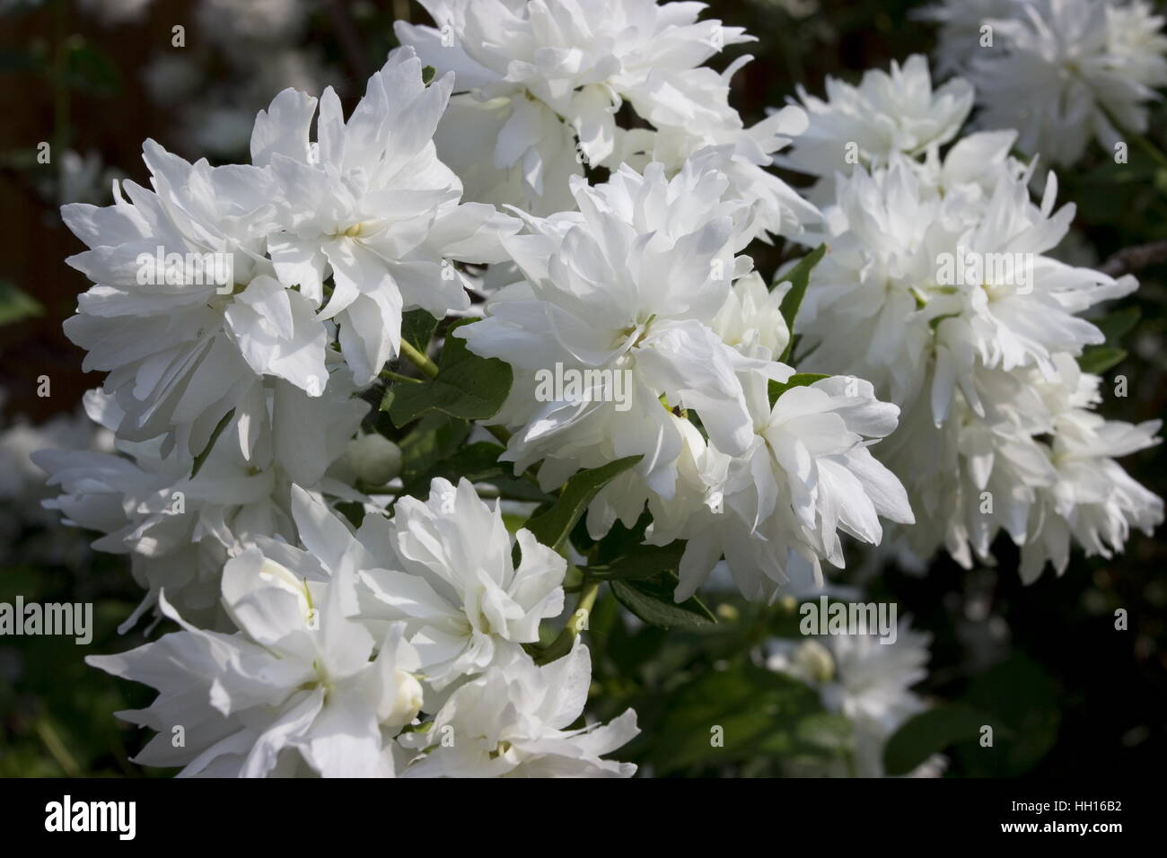 Philadelphus Buckley's Quill Mock orange fleur blanche avec un parfum Banque D'Images