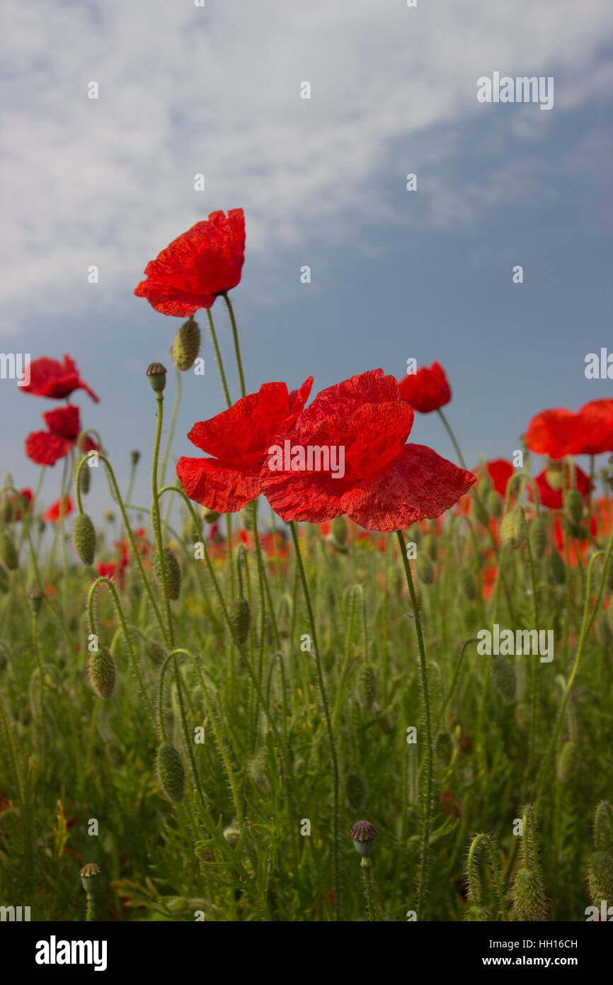 Champ de pavot Papaver rhoeas coquelicot commun Banque D'Images