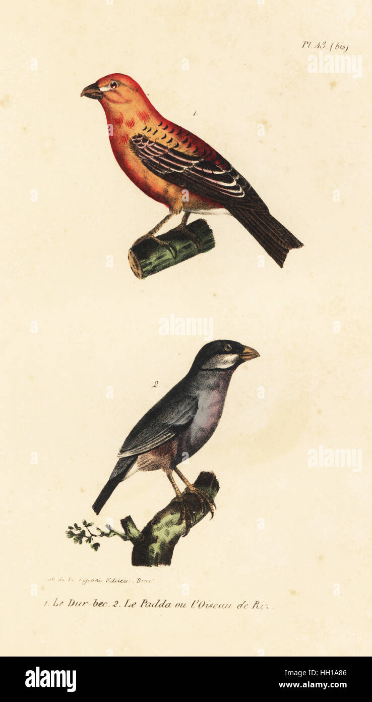 Durbec des sapins, Pinicola enucleator, Java et d'oiseaux, riz Lonchura oryzivora (vulnérable). Lithographie coloriée de Th. Lejeune's Œuvres complètes de Buffon, Œuvres complète de Buffon, Bruxelles, 1837. Banque D'Images