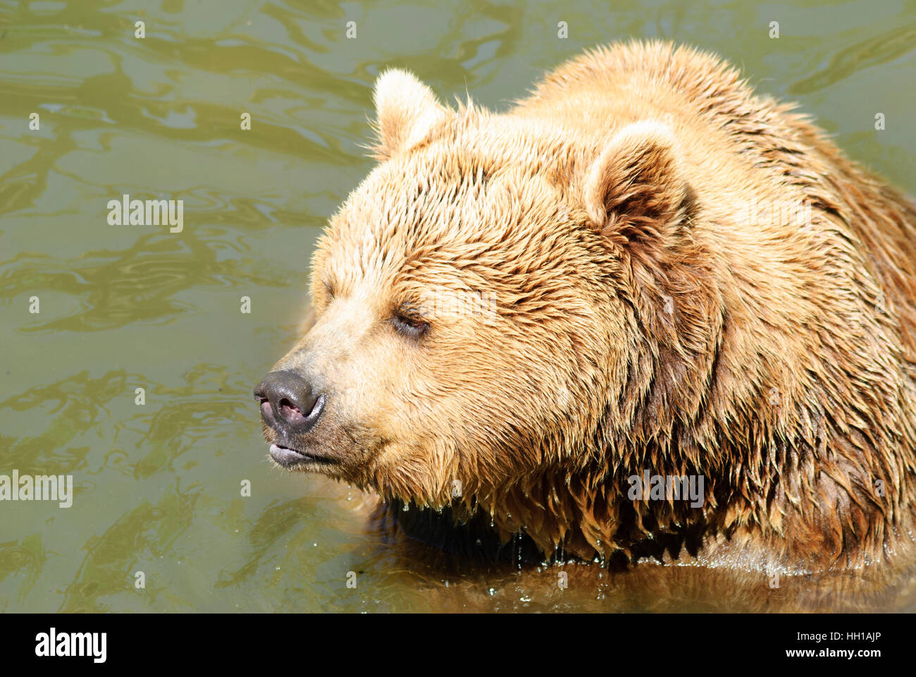Haag : brown bear (Ursus arctos) dans le parc animalier, Mostviertel, Niederösterreich, Basse Autriche, Autriche Banque D'Images
