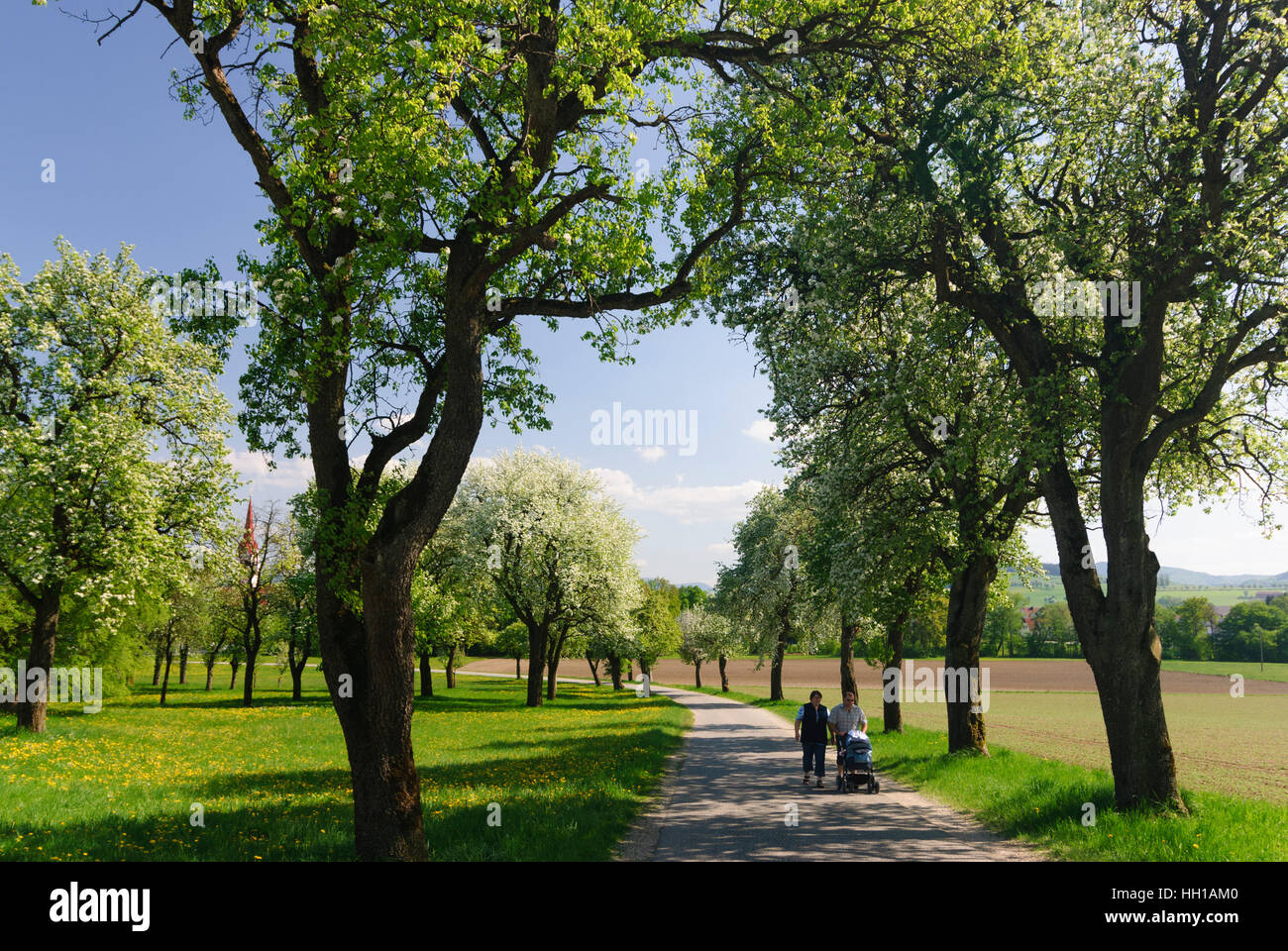 Weistrach : Fruit tree alley et église paroissiale de Saint Stéphane, Mostviertel, Niederösterreich, Basse Autriche, Autriche Banque D'Images