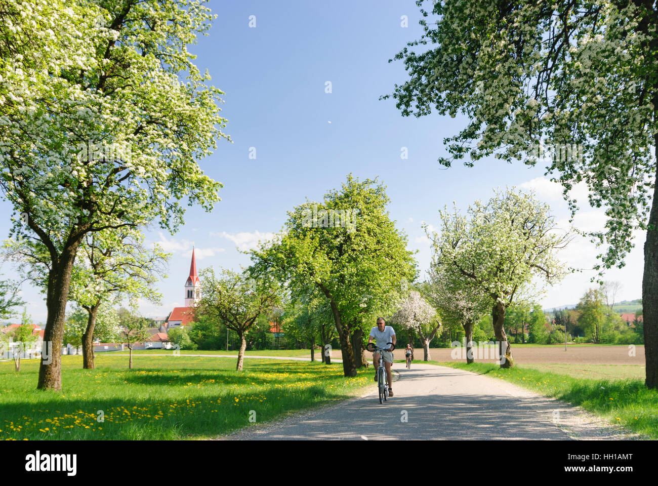 Weistrach : Fruit tree alley et église paroissiale de Saint Stéphane, Mostviertel, Niederösterreich, Basse Autriche, Autriche Banque D'Images