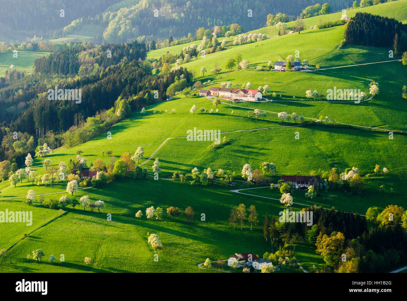 Saint Georgen dans der Klaus : fermes maisons de ferme et la floraison des arbres fruitiers, Mostviertel, Niederösterreich, Basse Autriche, Autriche Banque D'Images