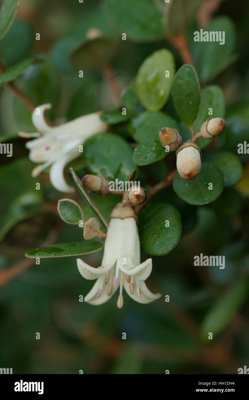 'Ivory Bells' Correa Banque D'Images