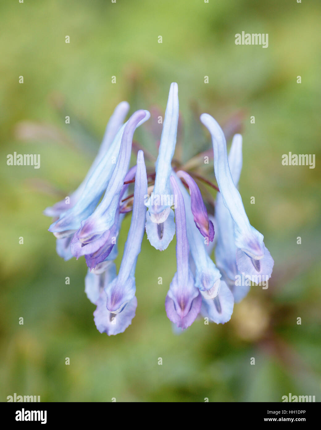 Corydalis flexuosa 'Pere David' Banque D'Images