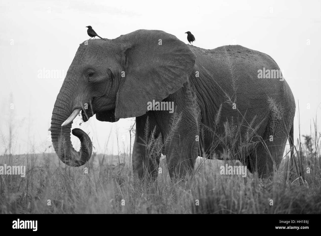 L'éléphant africain (Loxodonta africana), Murchison Falls National Park, de l'Ouganda Banque D'Images