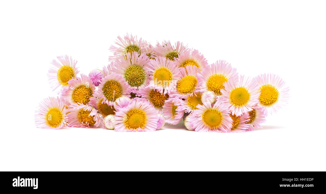 Daisy flower isolated on white background Banque D'Images