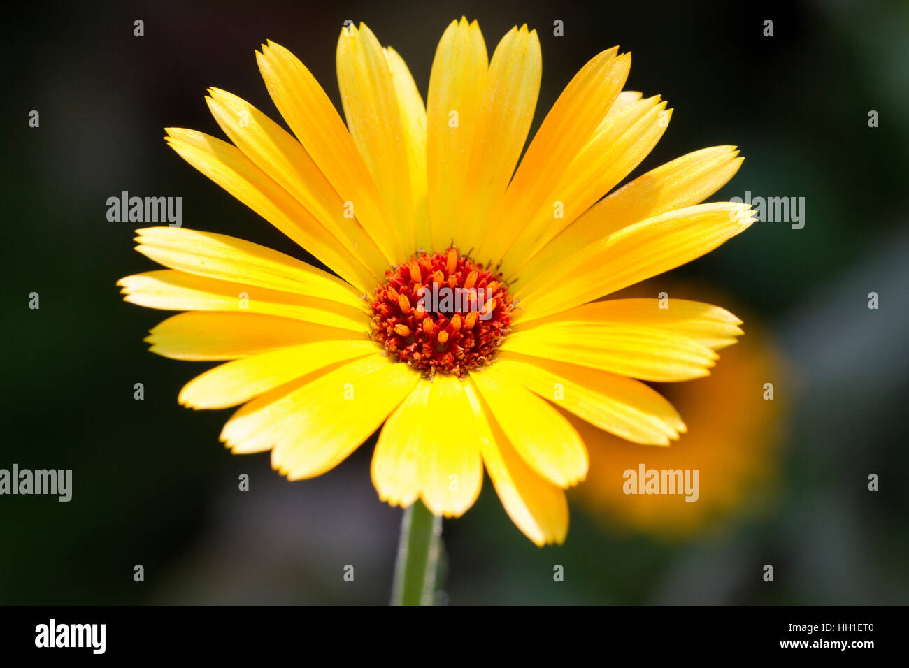 Gerbera Daisy (Gerbera jamesonii) dans l'Université d'Oxford Botanic Garden, Oxford, Angleterre. Banque D'Images