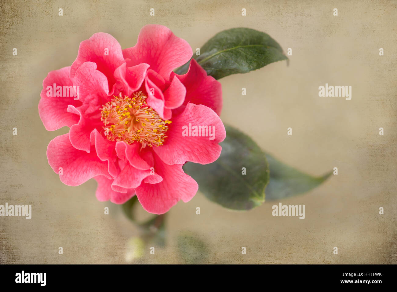 La belle rose rose fleur de Camellia Francie L avec un fond texturé doux. Banque D'Images