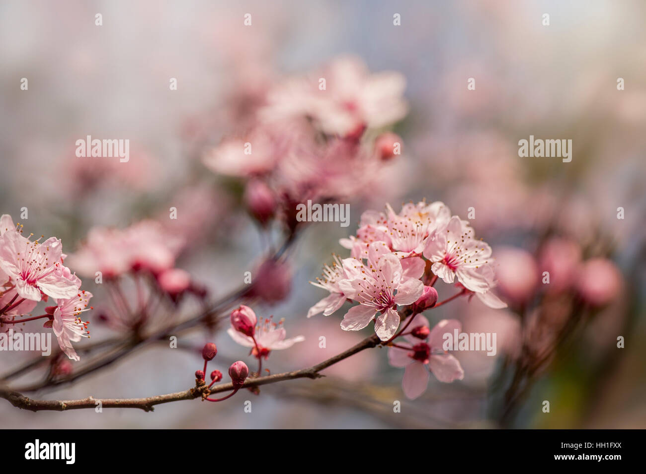 La belle fleur de printemps rose de la Black Cherry Plum Tree également connu sous le nom de Prunus cerasifera Nigra, prises contre un ciel bleu et un fond Banque D'Images