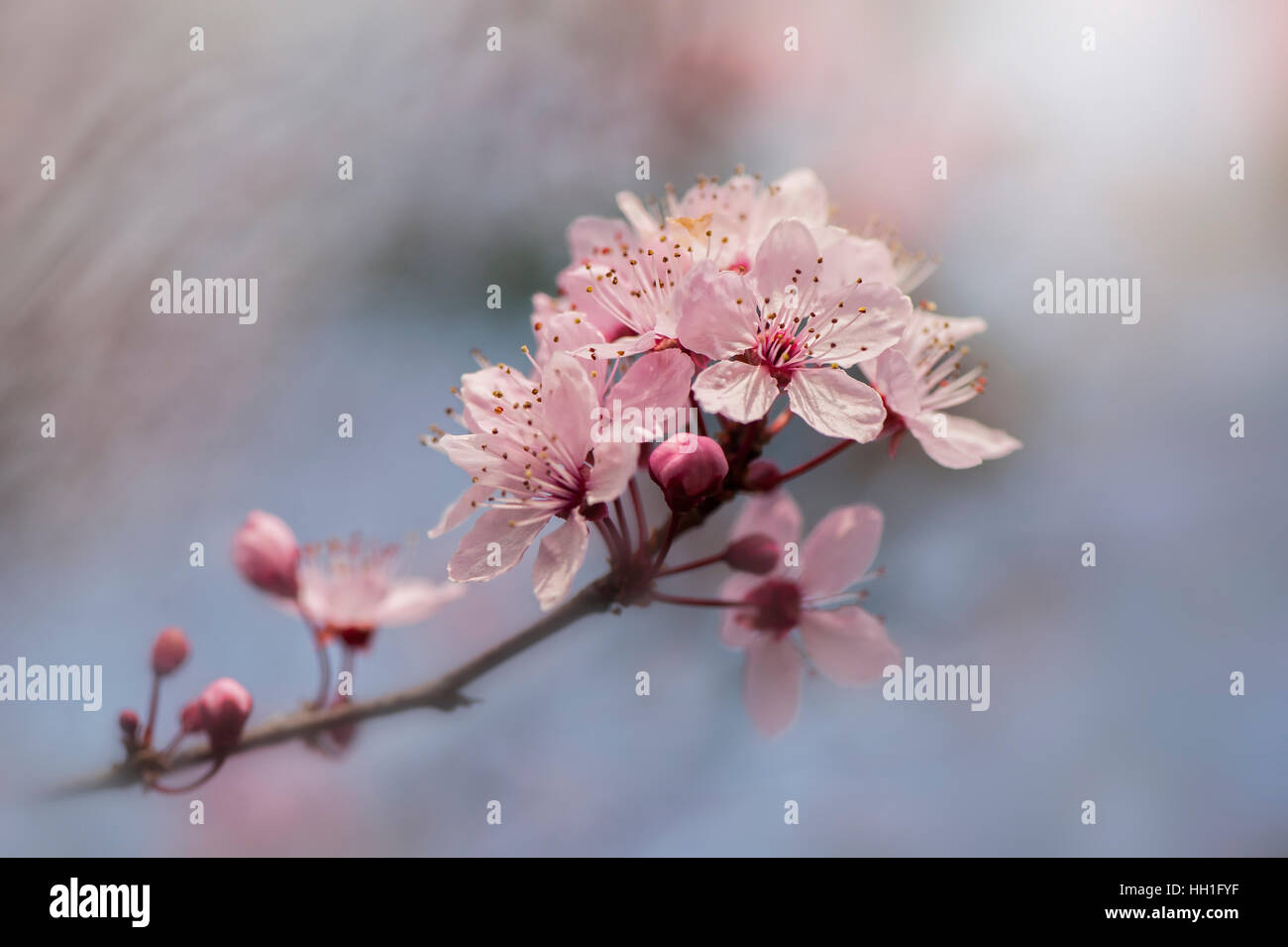 La belle fleur de printemps rose de la Black Cherry Plum Tree également connu sous le nom de Prunus cerasifera Nigra, prises contre un ciel bleu et un fond Banque D'Images