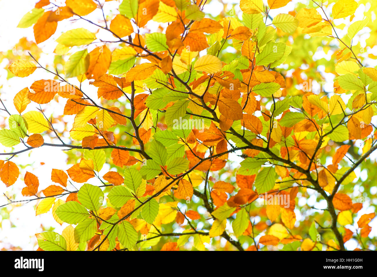 Couleur animé automne/automne hêtre commun Fagus sylvatica arbre part - Banque D'Images