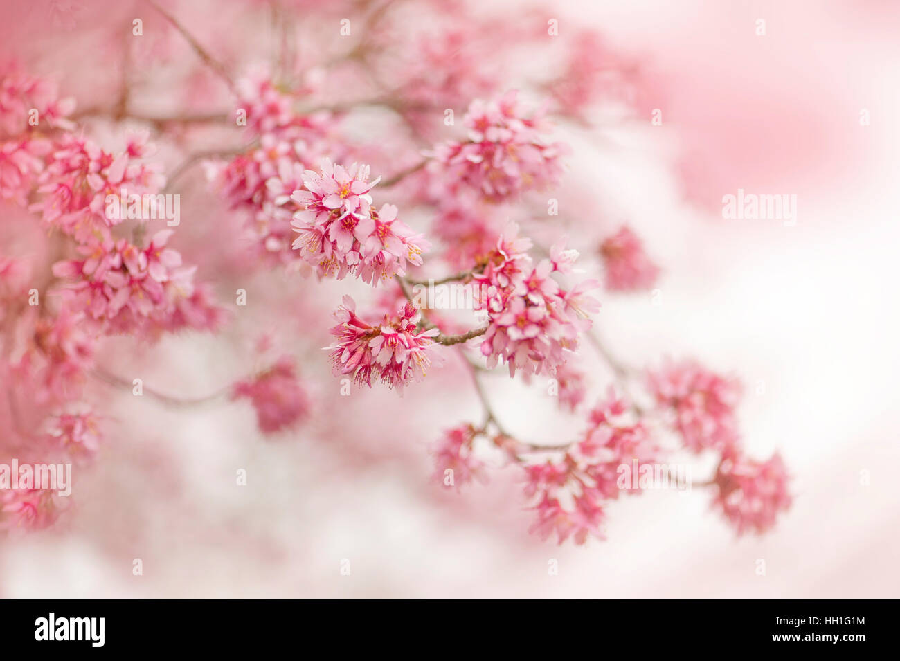 Prunus × incam 'Okamé - Okame' cherry blossom rose, fleurs de printemps, image prise contre un arrière-plan. Banque D'Images