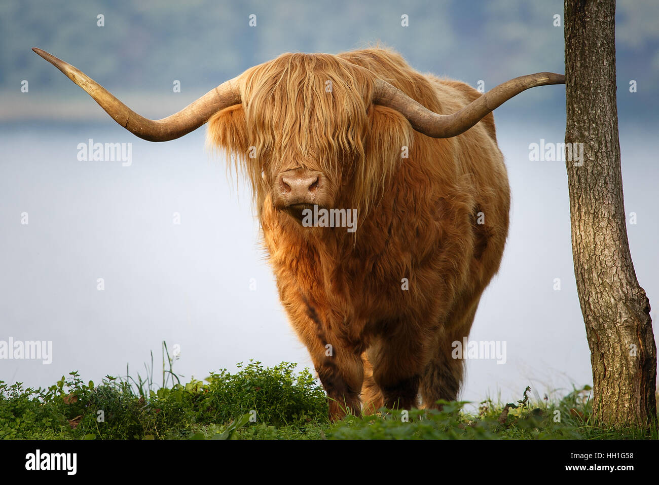 Highland cattle dans les collines Banque D'Images