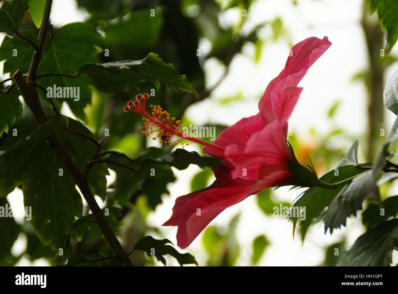 Une fleur d'hibiscus dans un jardin botanique. Banque D'Images