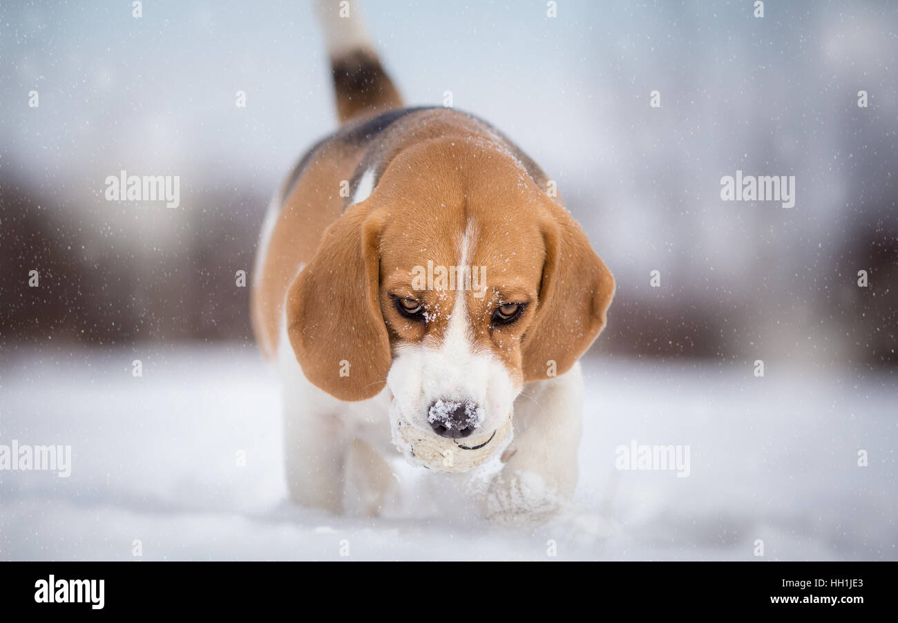 Chien Beagle Playing with ball sur jour de neige Banque D'Images