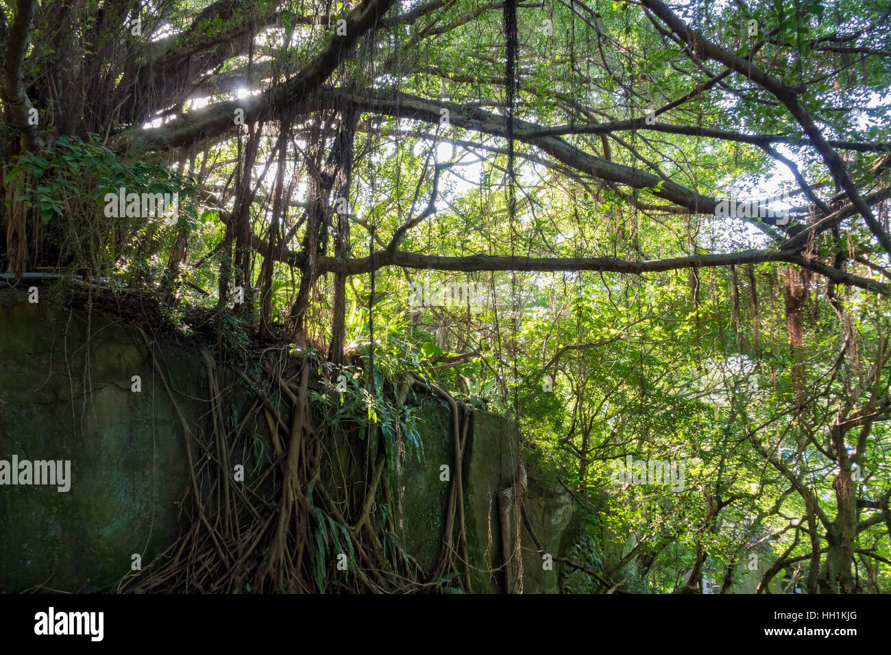 La nature des escaliers et sentiers dans l'Université de Taipei, Yang Ming Banque D'Images