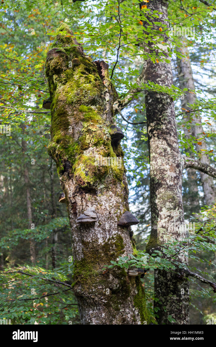 Eng Plumsjoch et dans les montagnes du Karwendel Banque D'Images