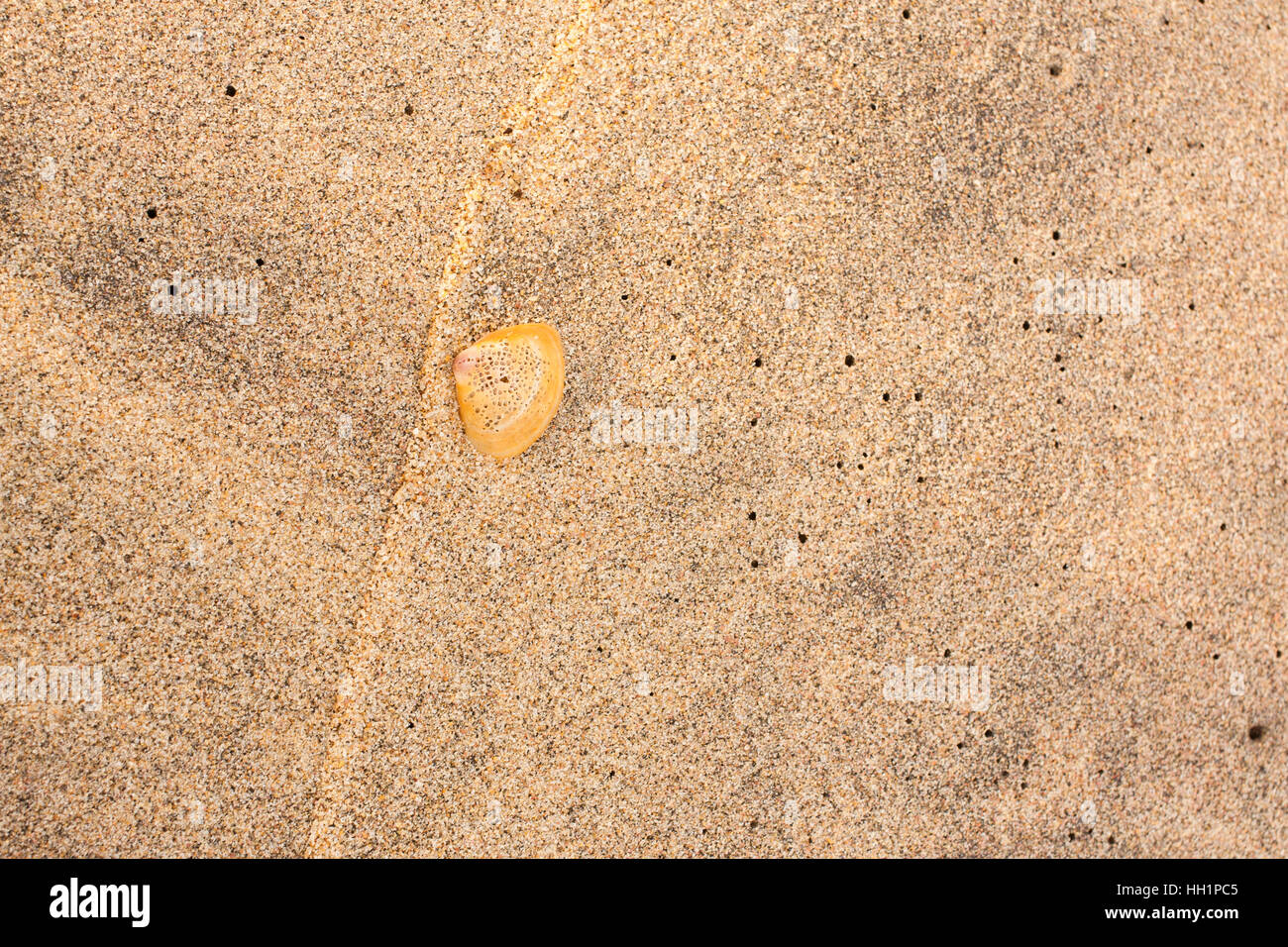 Vue aérienne du haut d'un coquillage perforé sur le sable de la plage. Banque D'Images