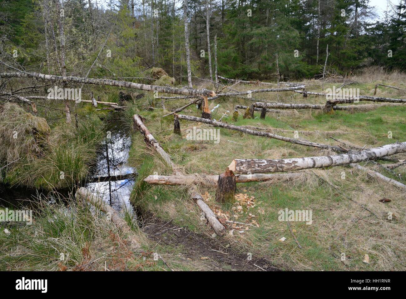 Plusieurs jeunes bouleaux (Betula sp.) abattu par le castor d'Eurasie (Castor fiber), Tayside, Ecosse, Royaume-Uni Banque D'Images