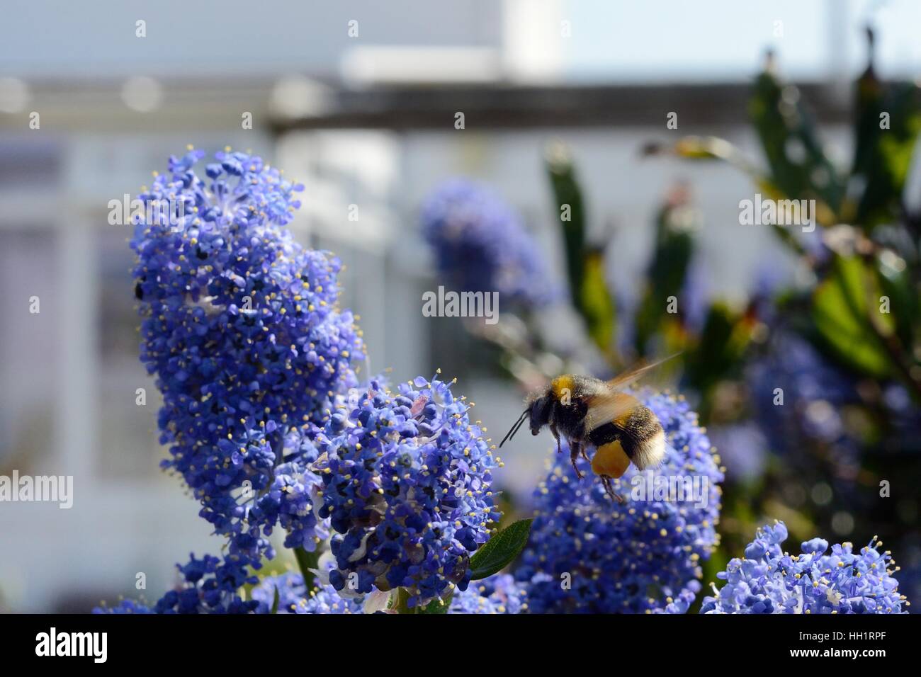 Buff-tailed bourdon (Bombus terrestris) volant à Ceanothus fleurs dans un jardin planté de fleurs pour attirer les pollinisateurs. Banque D'Images