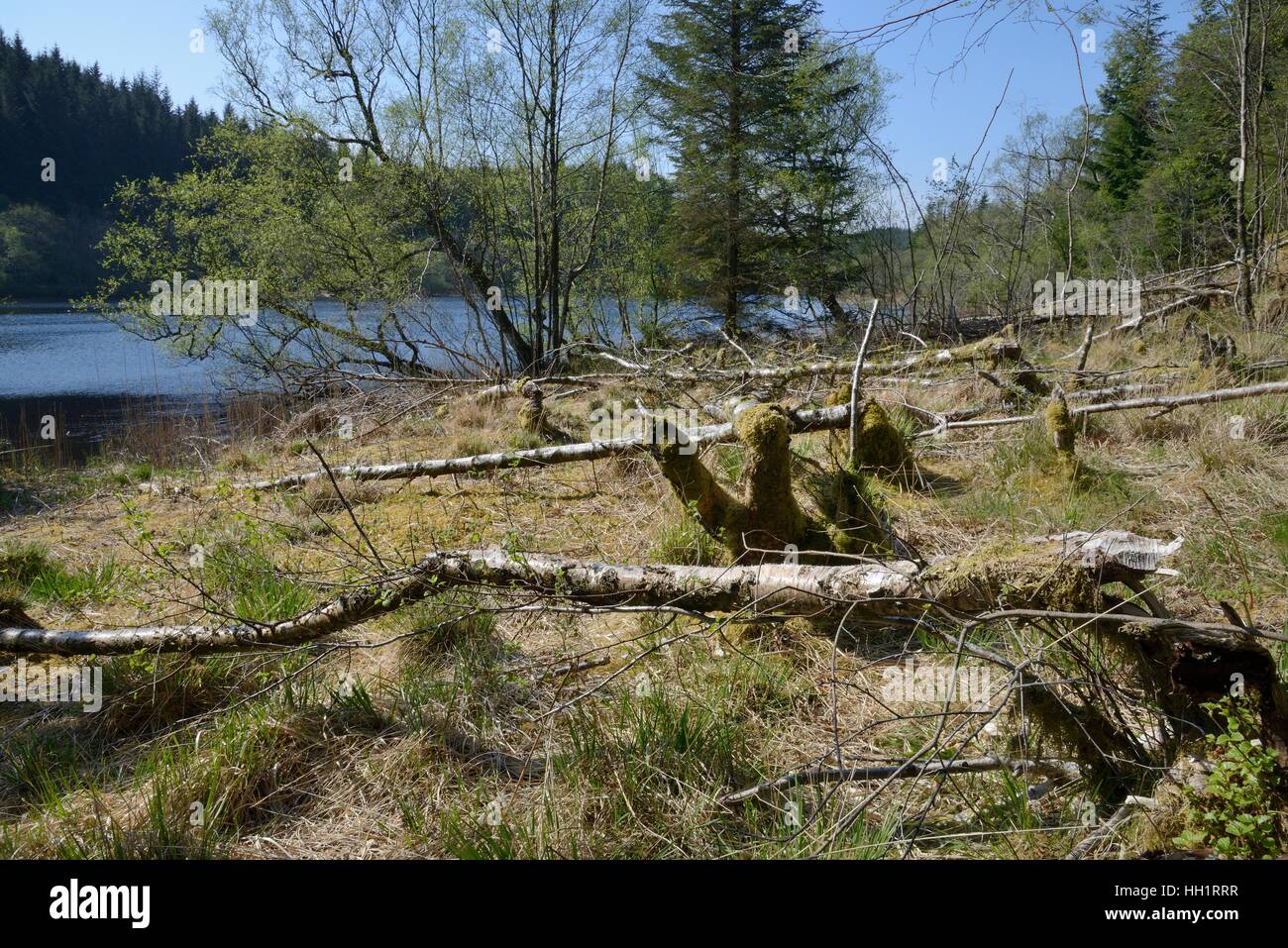 Bouleau pubescent (Betula pubescens) arbres abattus sur la marge d'un eurasien par lochan castors (Castor fiber), Knapdale, Ecosse, Royaume-Uni Banque D'Images